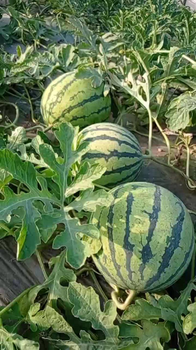 【西瓜】，自家种植，产地直发，价格可谈