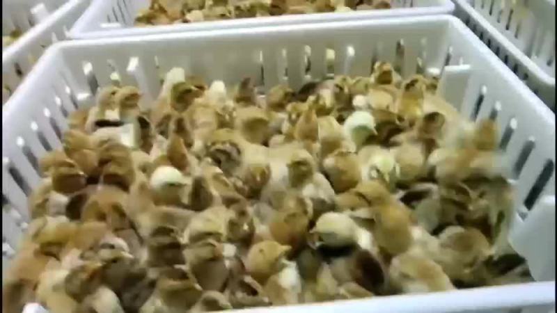 优质三黄鸡鸡苗6月以下大量上市诚信经营品种齐全一条龙服务