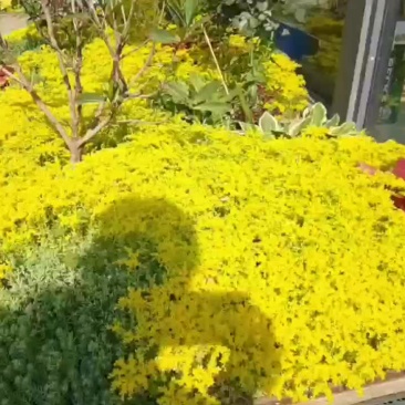 金叶佛甲草地被植物四季观叶盆栽庭院假山绿化屋顶隔热耐热绿