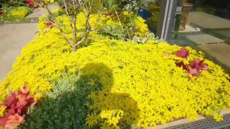 金叶佛甲草地被植物四季观叶盆栽庭院假山绿化屋顶隔热耐热绿