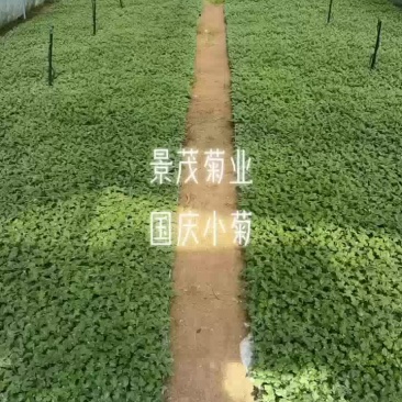 菊花苗
