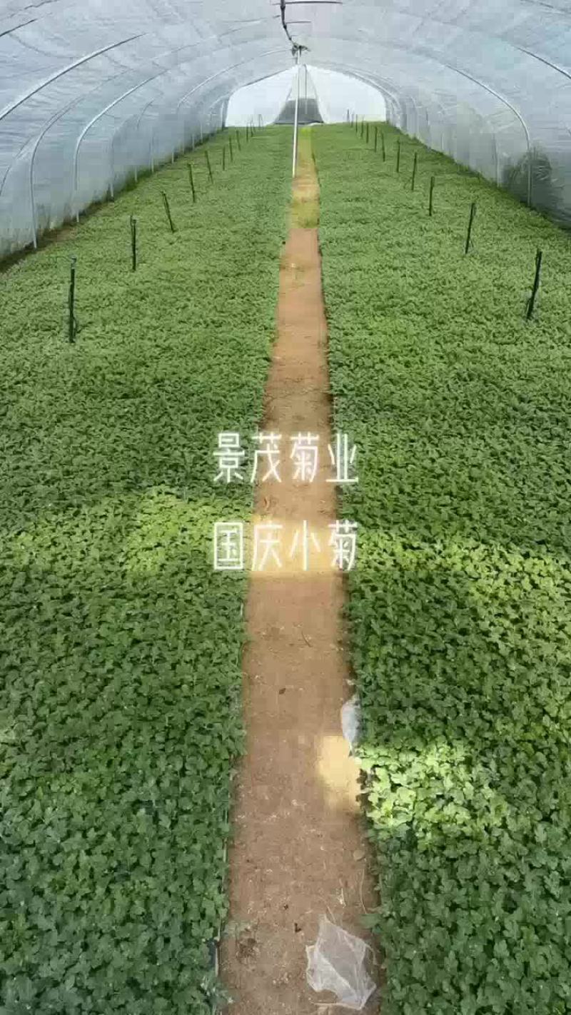 菊花苗