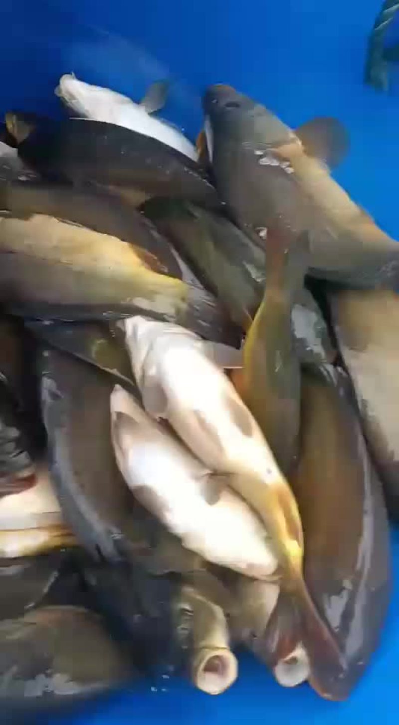 淡水裸鲤，适用放塘，开钓技术指导养殖场直发欢迎咨询