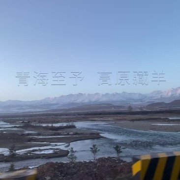 羊后腿藏羊羊肉新鲜现杀不添加不注水羊后腿青海羊肉