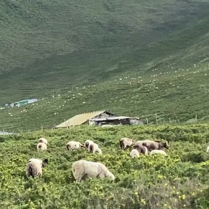 羊肉粒藏羊羊肉新鲜现杀不添加不注水羊肉粒青海羊肉