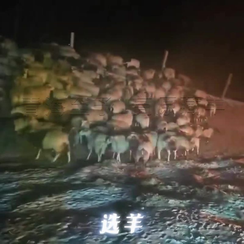 羊肉粒藏羊羊肉新鲜现杀不添加不注水羊肉粒青海羊肉