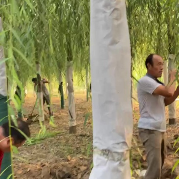 青皮垂柳，西湖垂柳供应基地