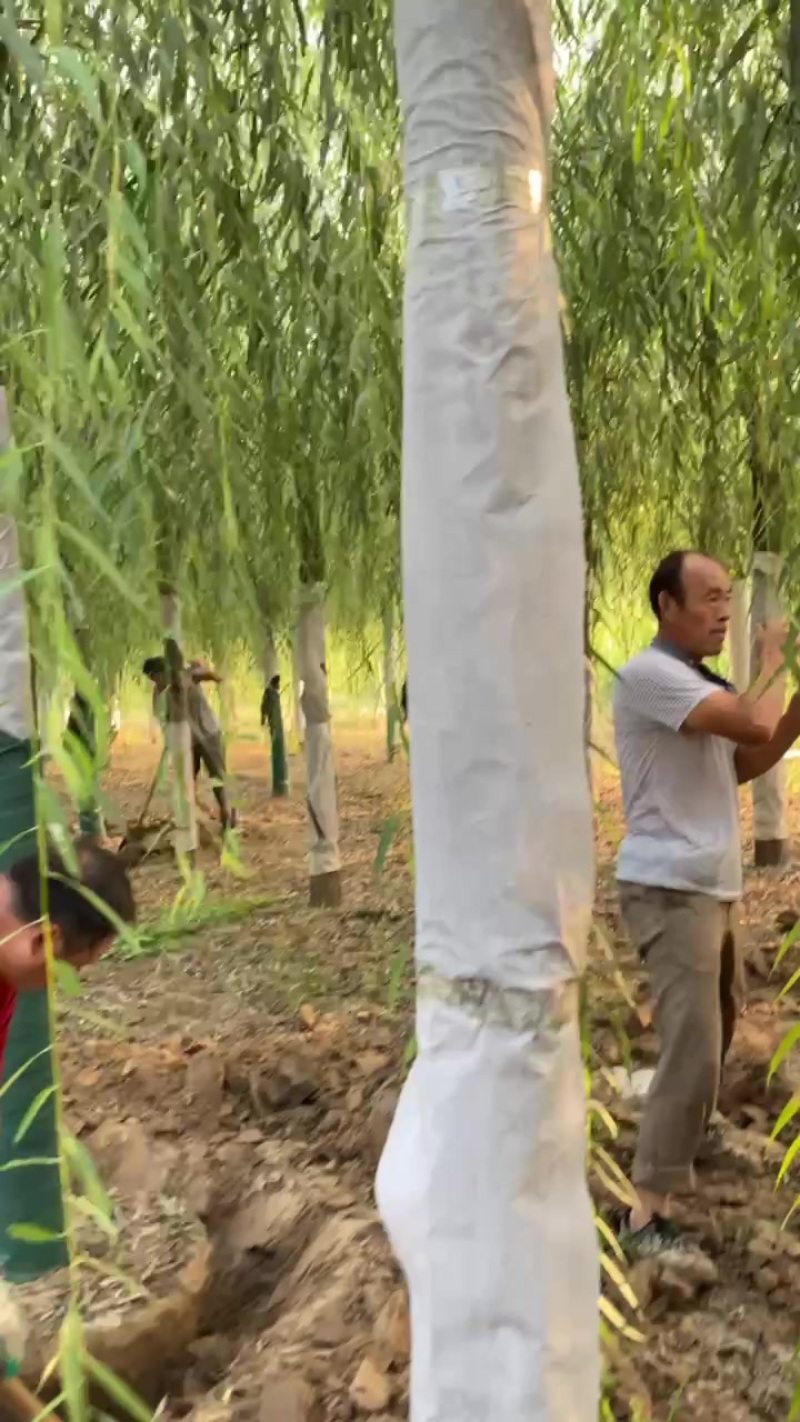 青皮垂柳，西湖垂柳供应基地