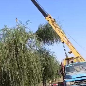 济南供应垂柳，青皮垂柳，西湖垂柳