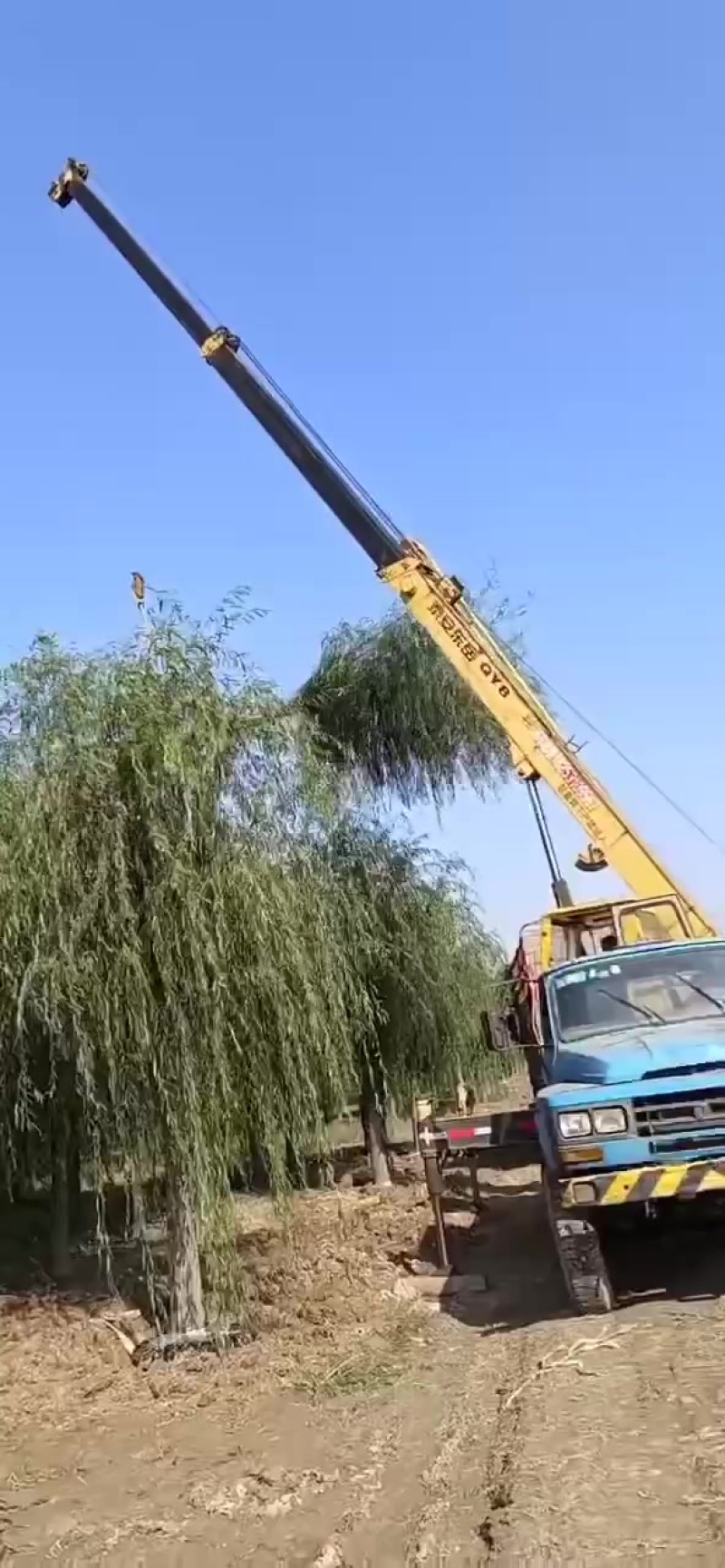 济南供应垂柳，青皮垂柳，西湖垂柳
