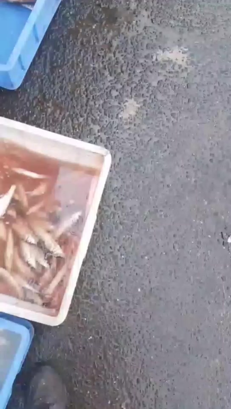 虫虫鱼又名花骨鱼新鲜发货包邮价格各种规格品质好
