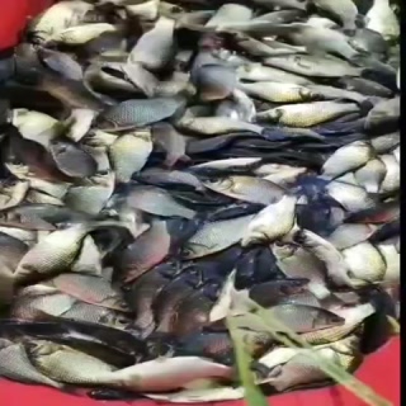 【鲫鱼苗】江苏省水库农家放养成活率高质量保证欢迎