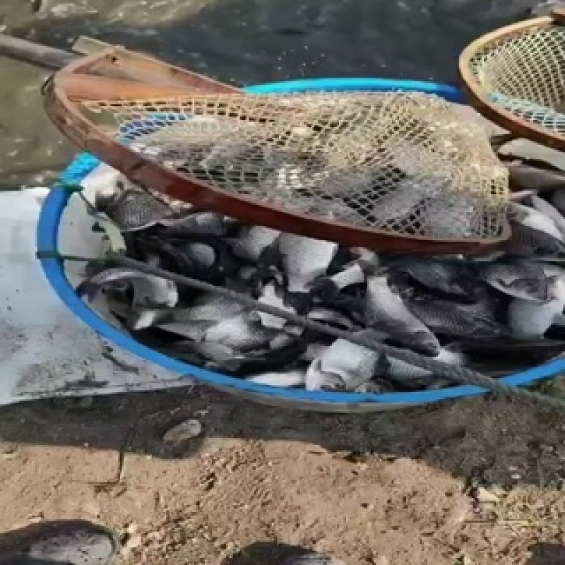 【鲫鱼苗】江苏省水库农家放养成活率高质量保证欢迎