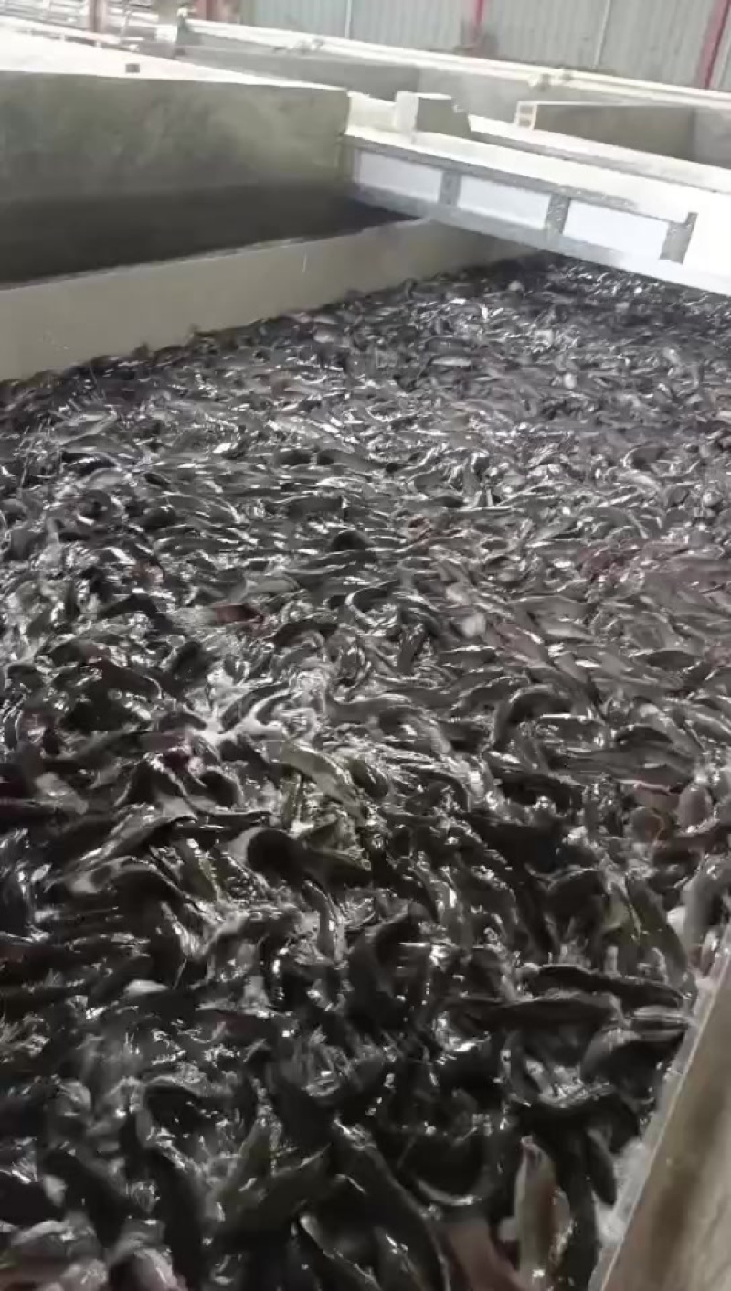 【鲶鱼】埃及鱼埃及塘鲺胡鲶鱼胡子鲶塘口直抓