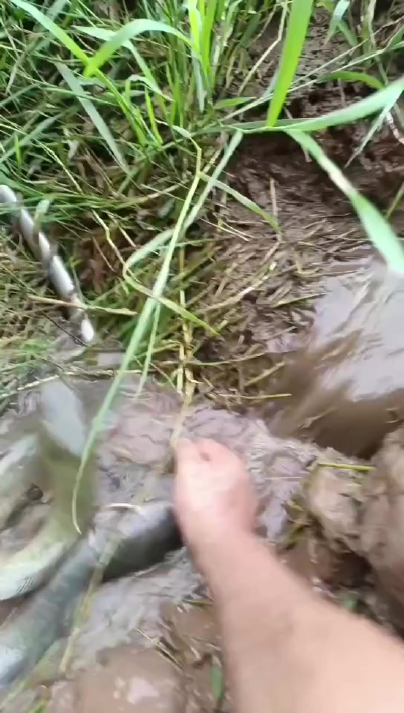 【鲶鱼】埃及鱼埃及塘鲺胡鲶鱼胡子鲶塘口直抓