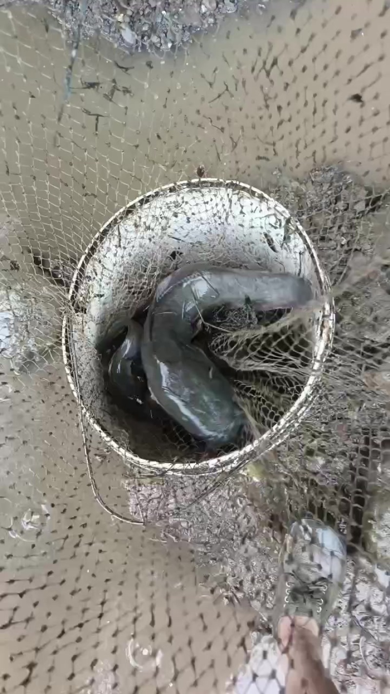 【鲶鱼】埃及鱼埃及塘鲺胡鲶鱼胡子鲶塘口直抓