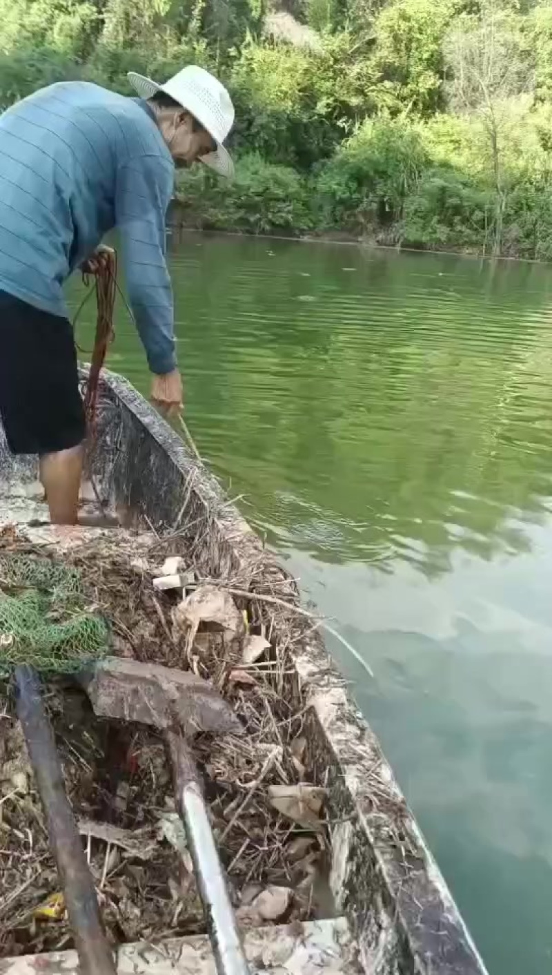 【鲶鱼】埃及鱼埃及塘鲺胡鲶鱼胡子鲶塘口直抓
