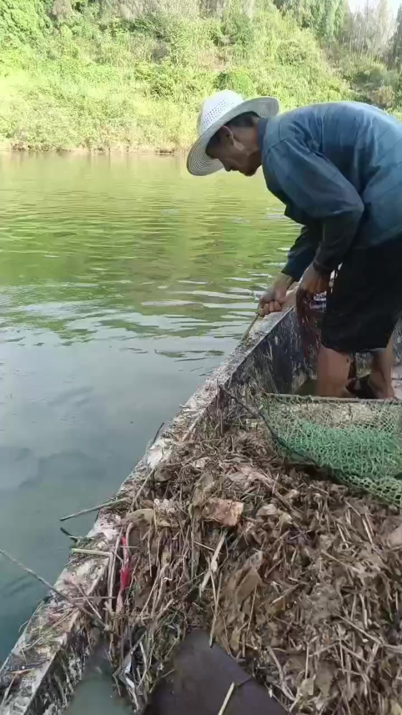 【鲶鱼】埃及鱼埃及塘鲺胡鲶鱼胡子鲶塘口直抓