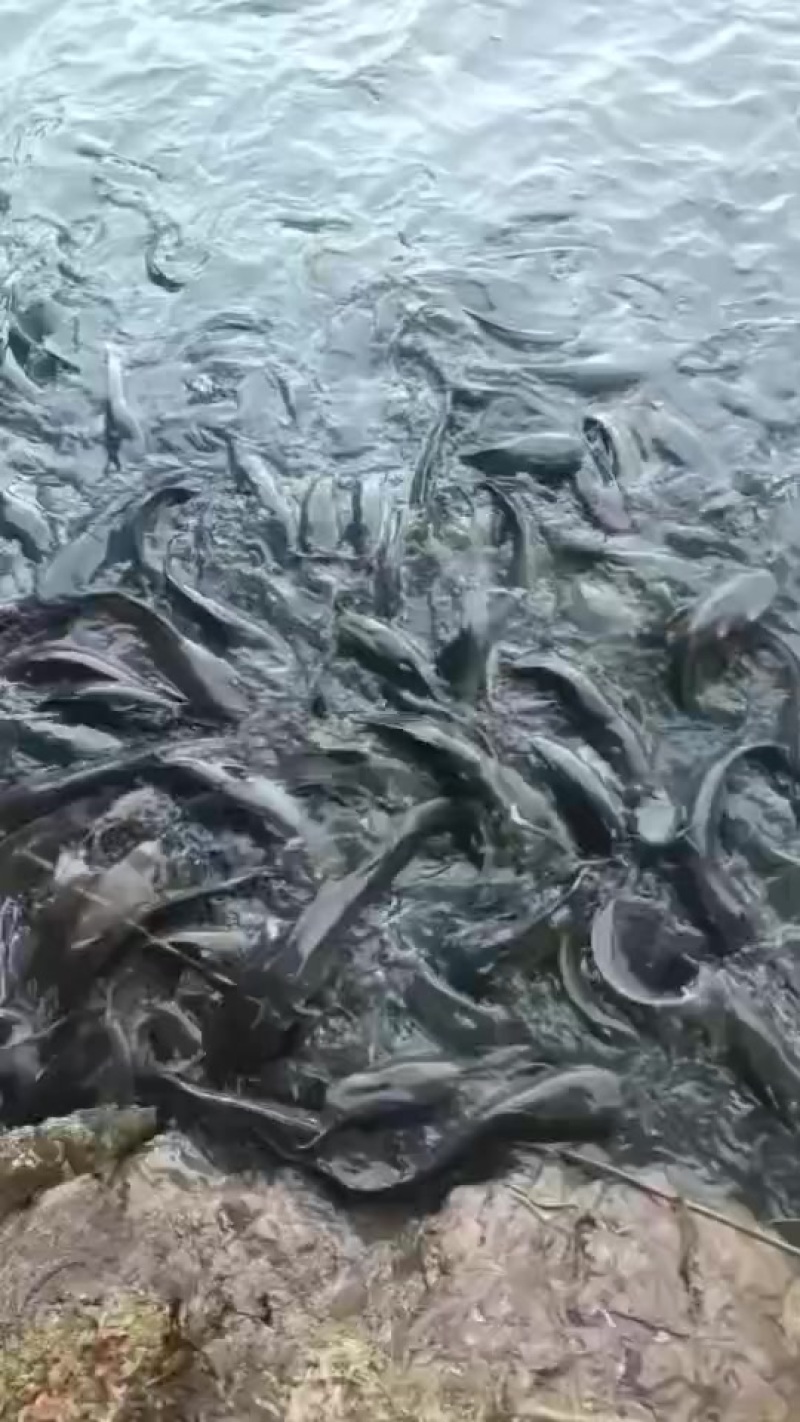 【鲶鱼】埃及鱼埃及塘鲺胡鲶鱼胡子鲶塘口直抓
