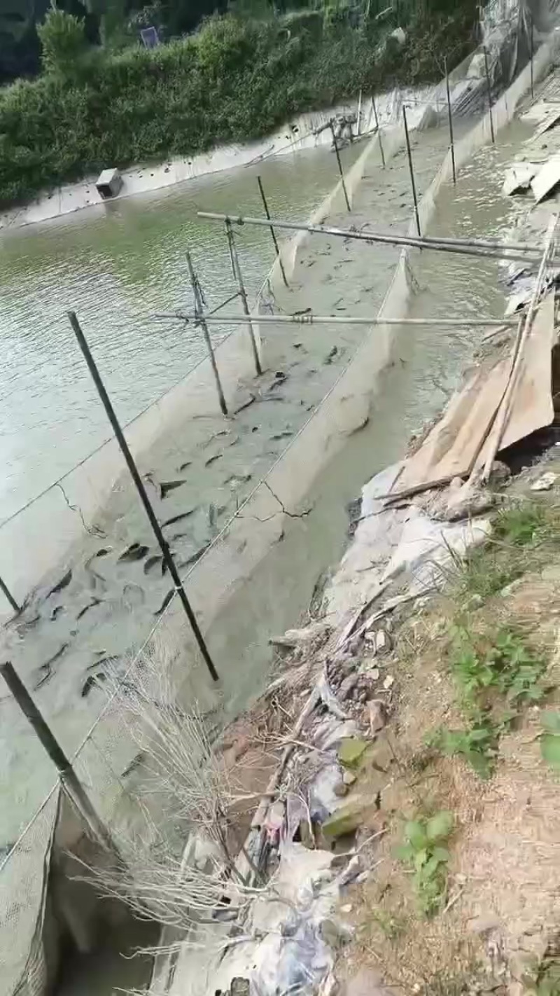 【鲶鱼】埃及鱼埃及塘鲺胡鲶鱼胡子鲶塘口直抓