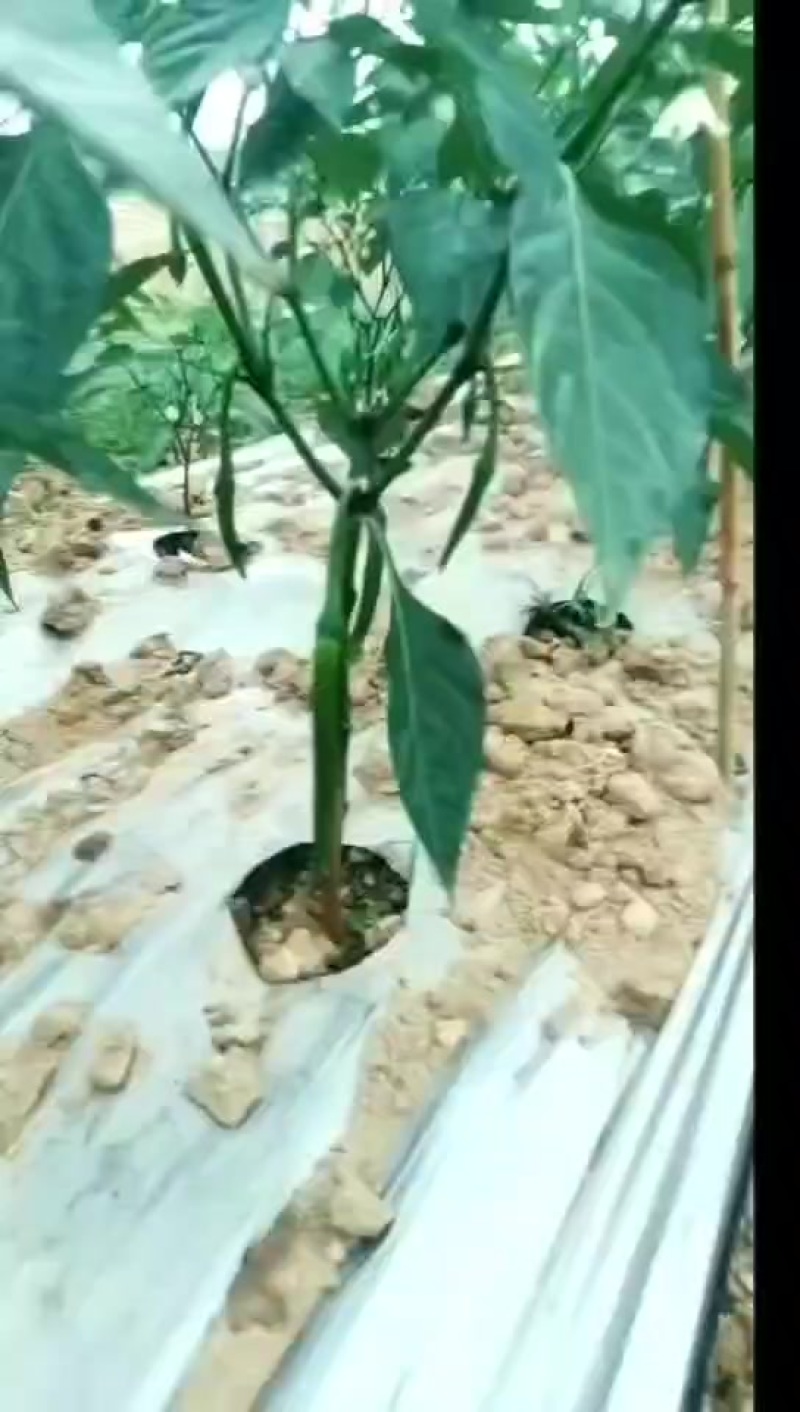 西葫芦优质货源全国发货欢迎老板联系