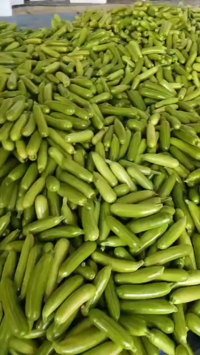 西葫芦优质货源全国发货欢迎老板联系