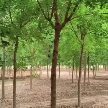 枫树