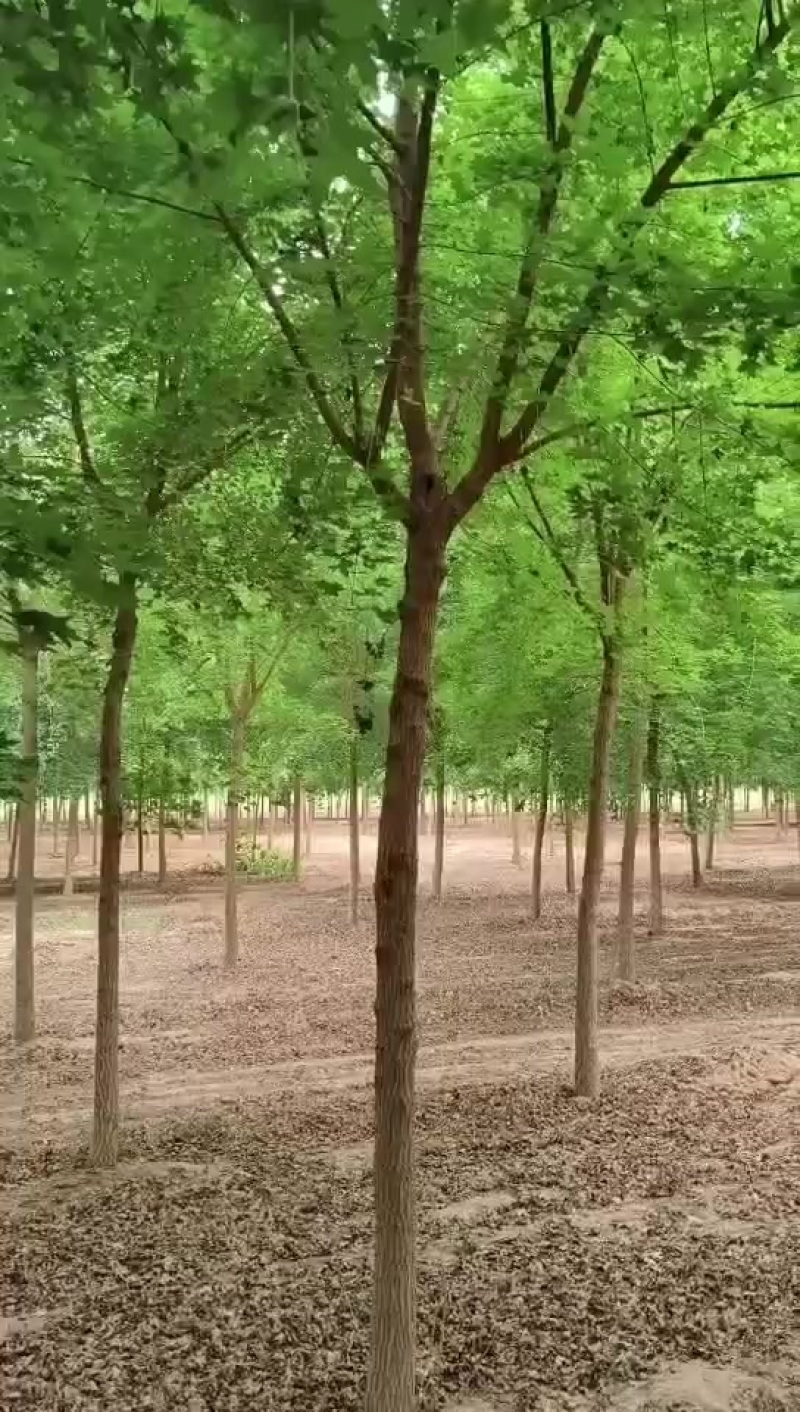 枫树