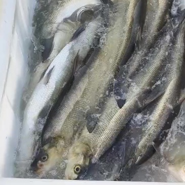翘嘴白大白刁