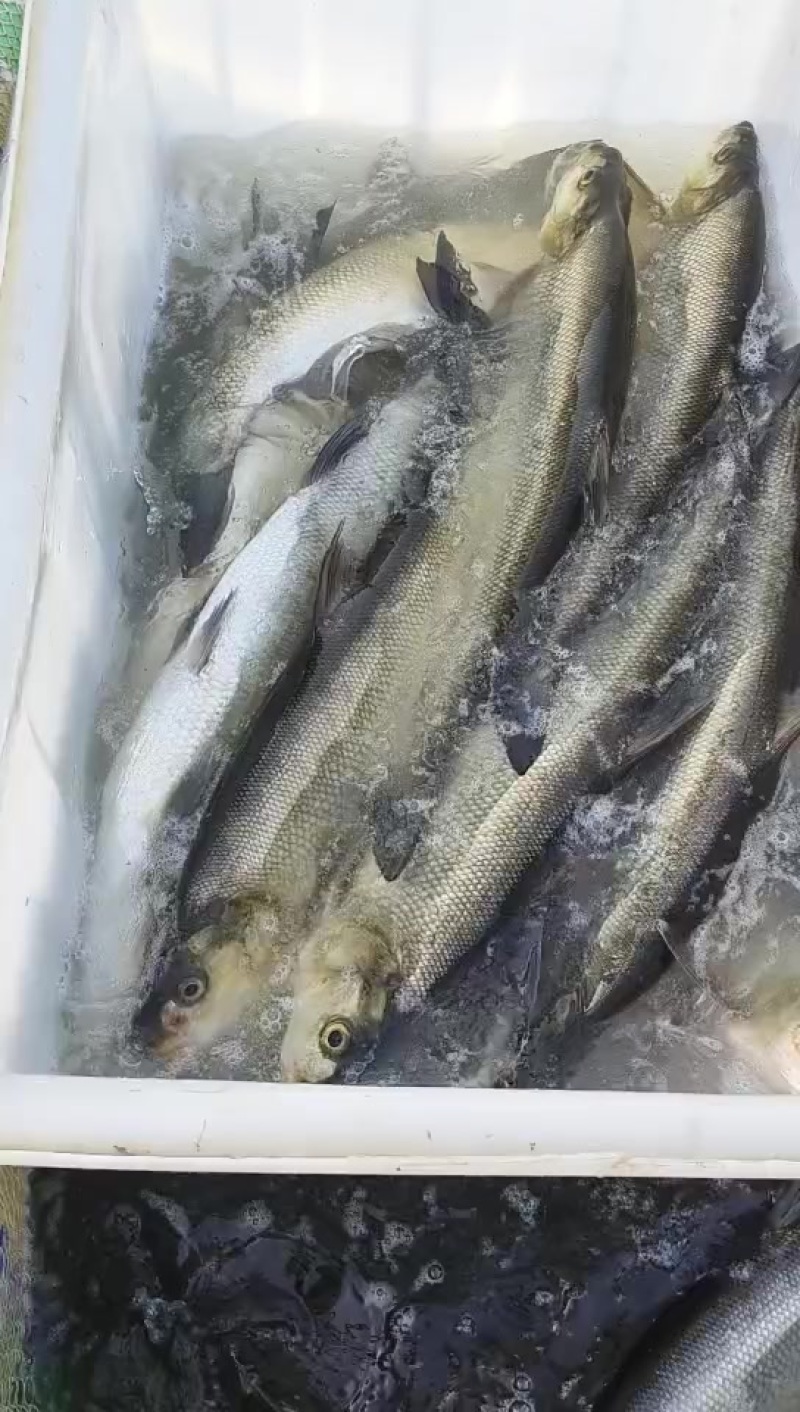 翘嘴白大白刁