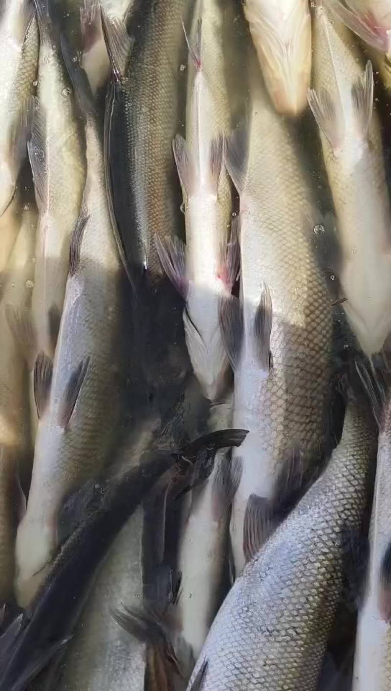 翘嘴白大白刁