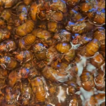 【蝉蛹】河南产地直供质量保证货源充足量大优惠