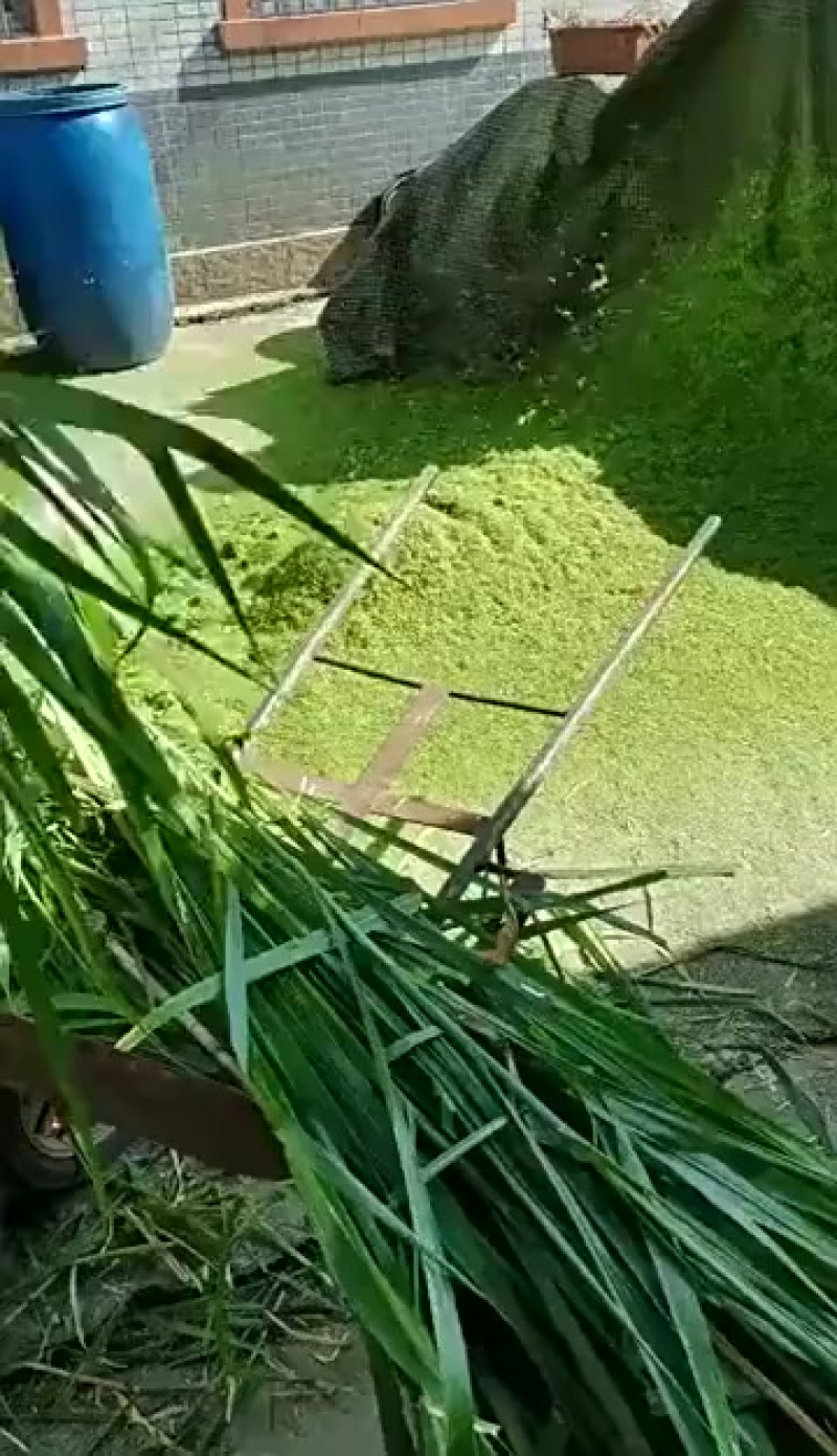养鹅用蔬菜鲜草粉碎机草浆机