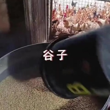 牛羊鸡鸭鹅草料粉碎碎饲料搅拌机