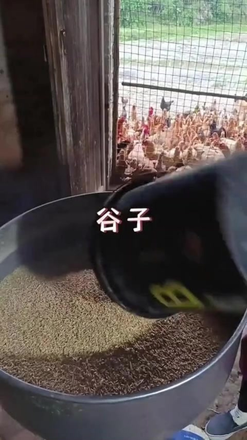 牛羊鸡鸭鹅草料粉碎碎饲料搅拌机