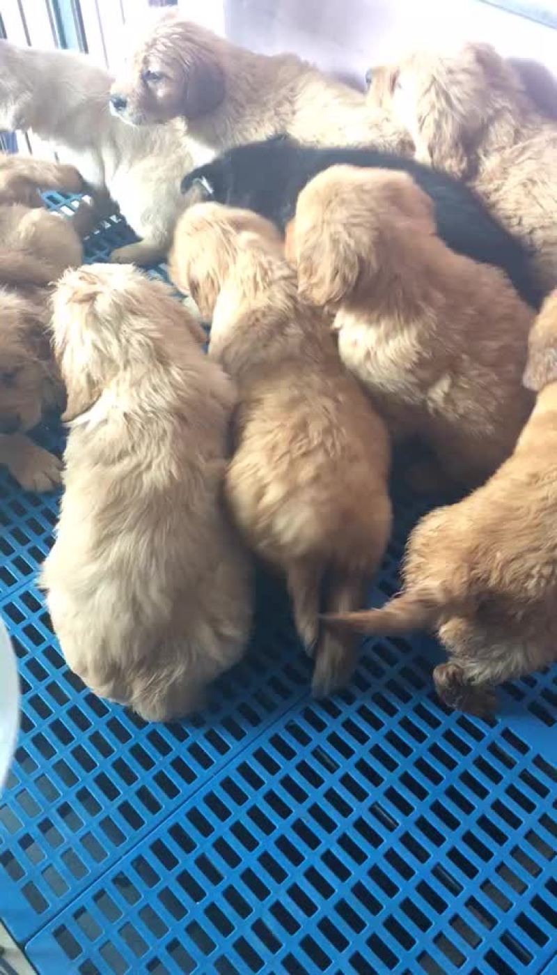 宠物狗母