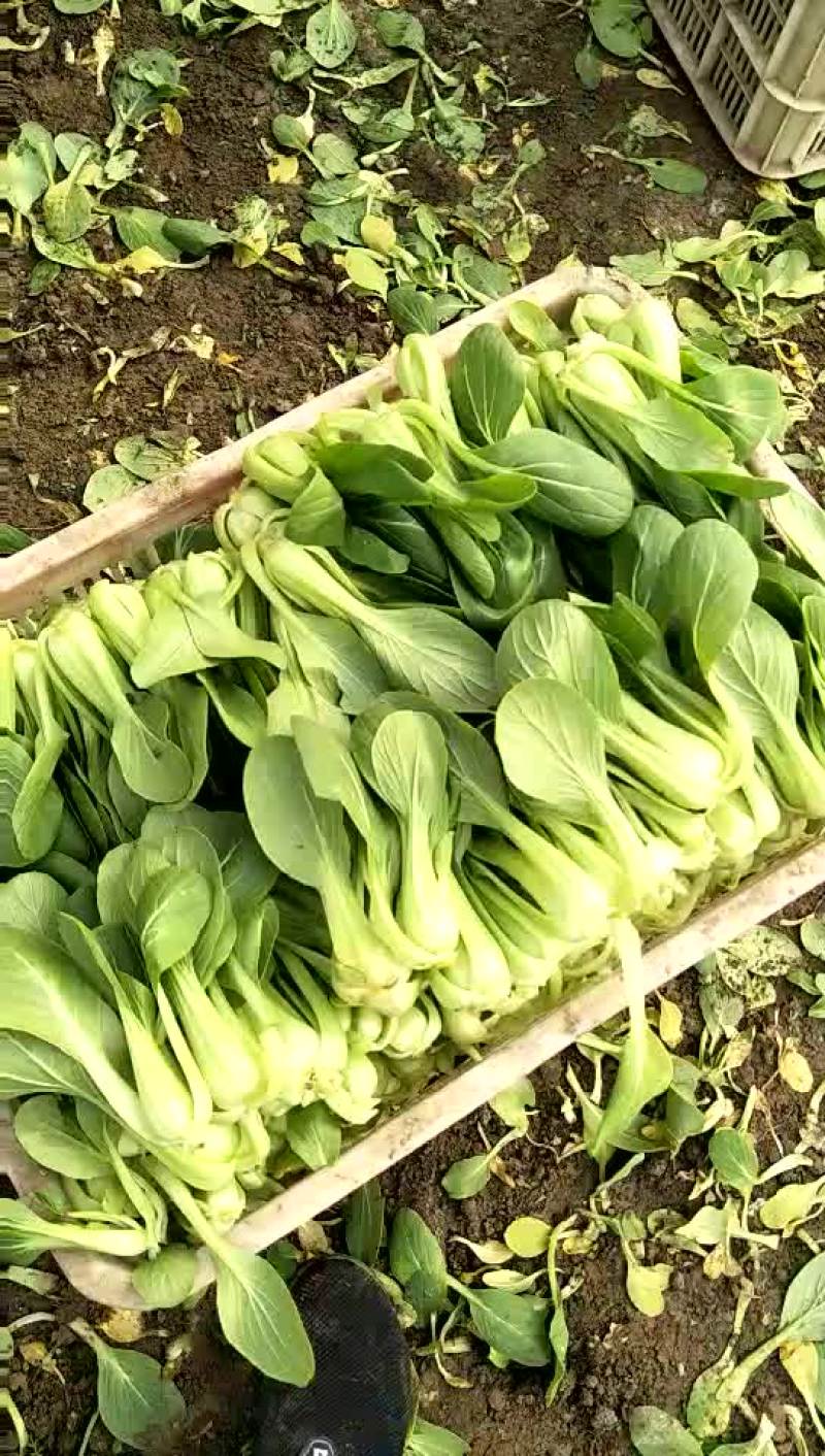 小油菜1两以上