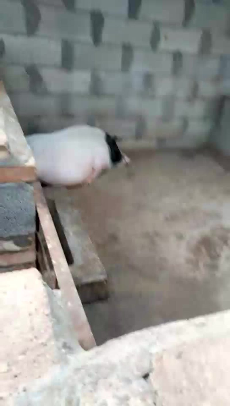 巴马香猪公