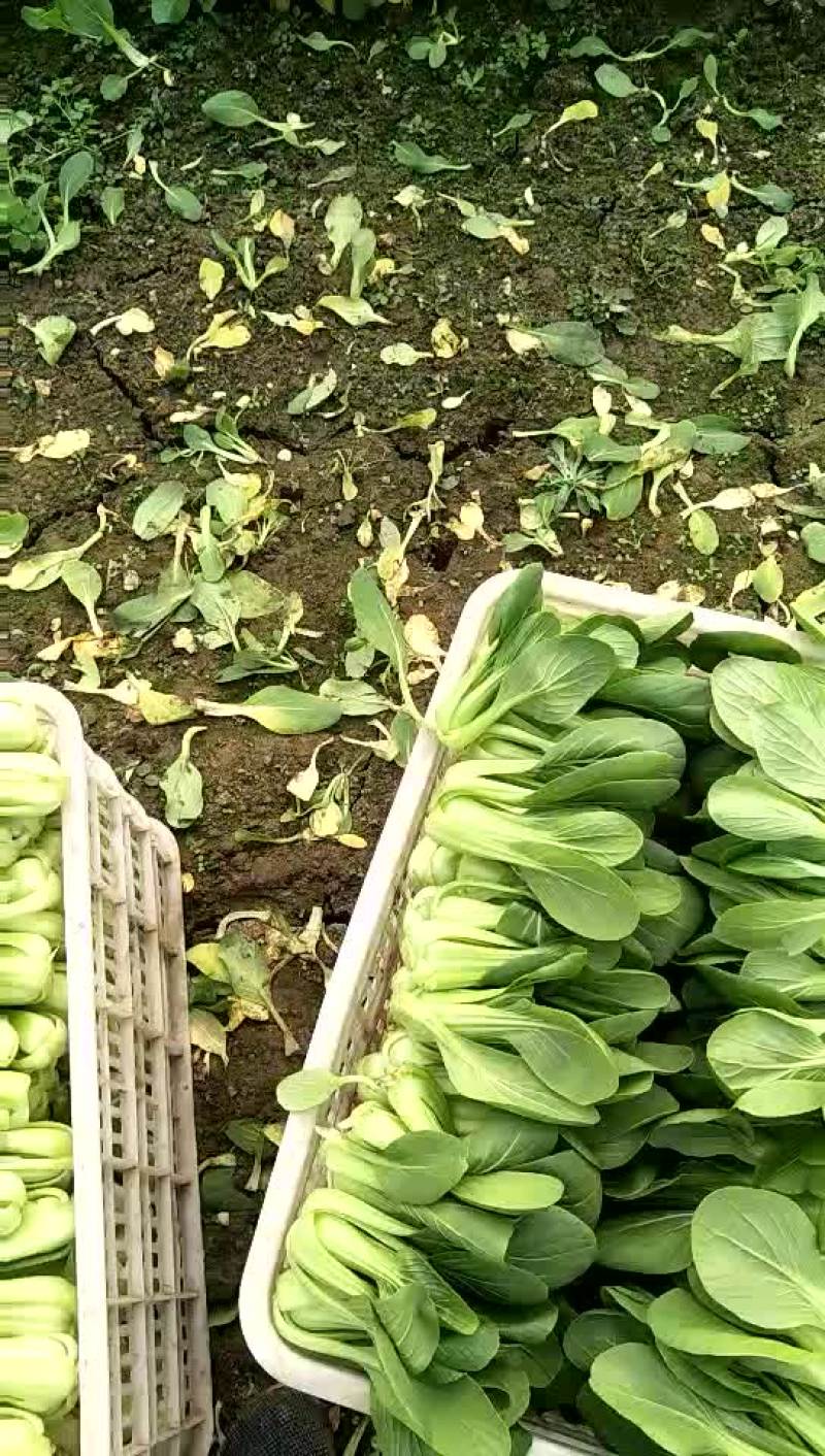 小油菜1两以上