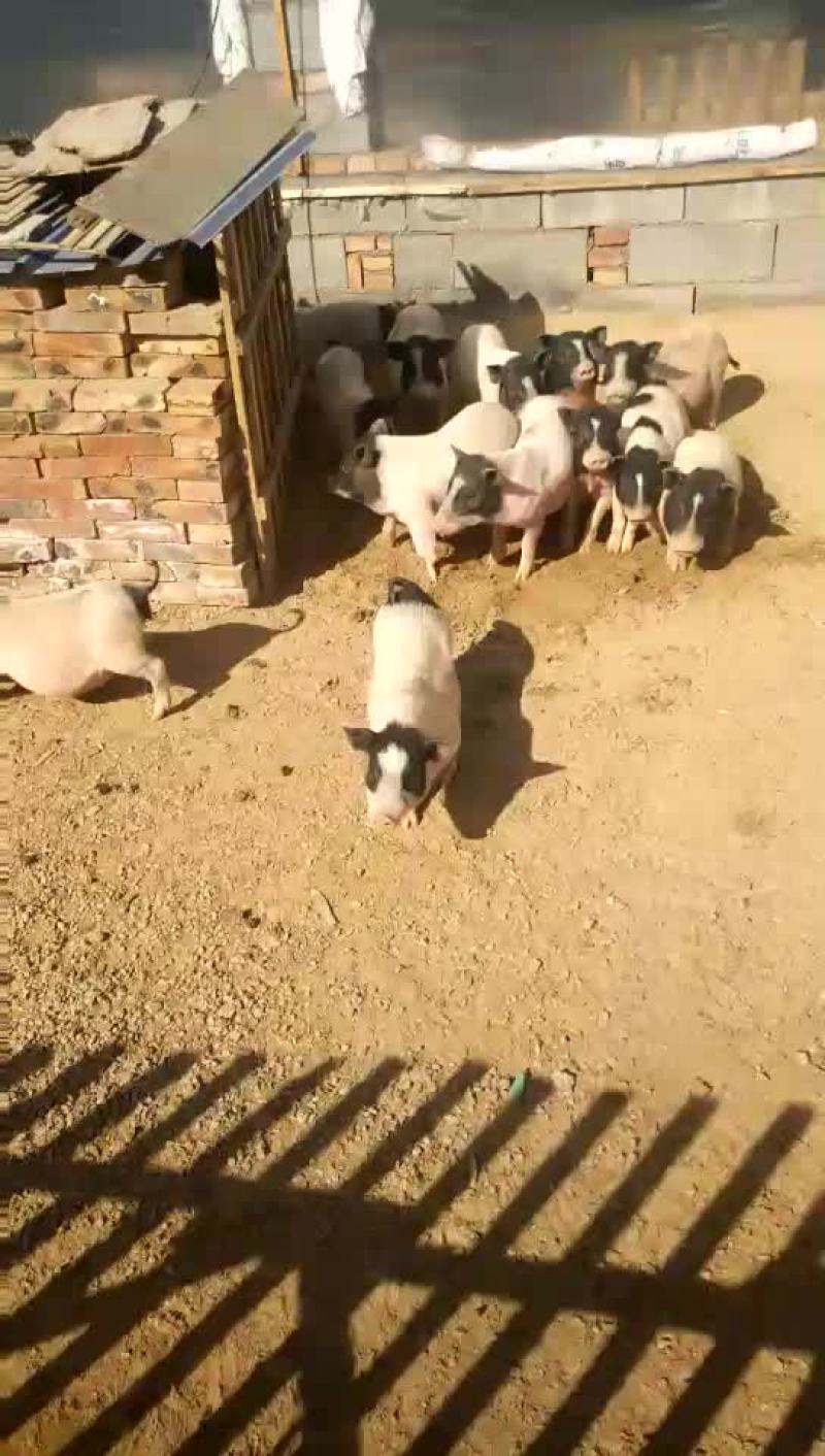 巴马香猪公