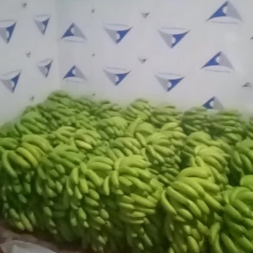 广西矮香蕉八成熟