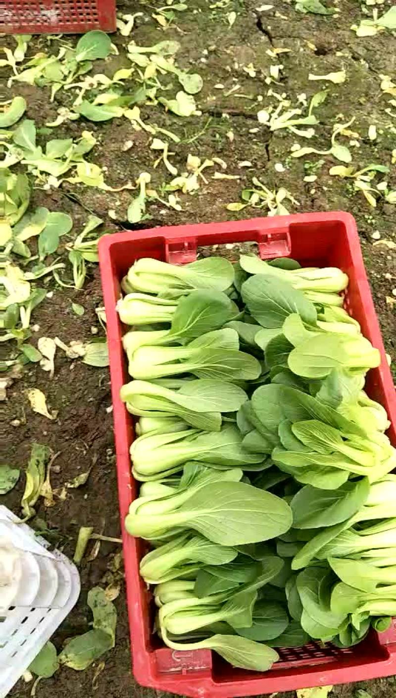 小油菜1两以上