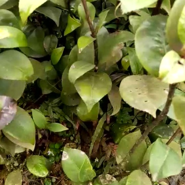 茶花10~20cm