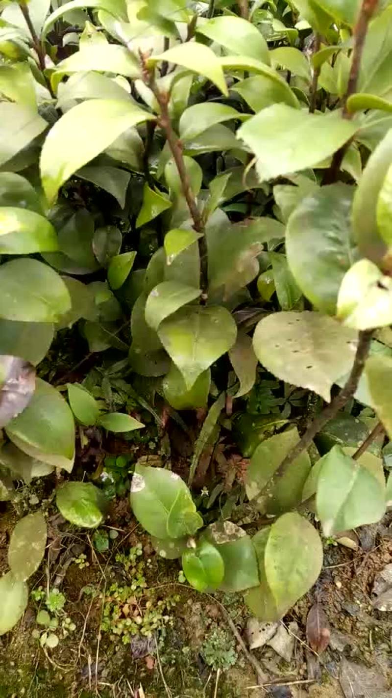 茶花10~20cm