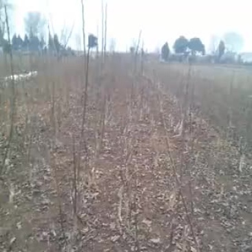 香玲核桃苗二年苗50~100cm优质纯种嫁接苗