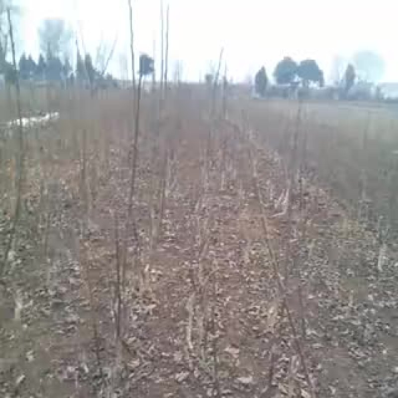 香玲核桃苗二年苗50~100cm优质纯种嫁接苗