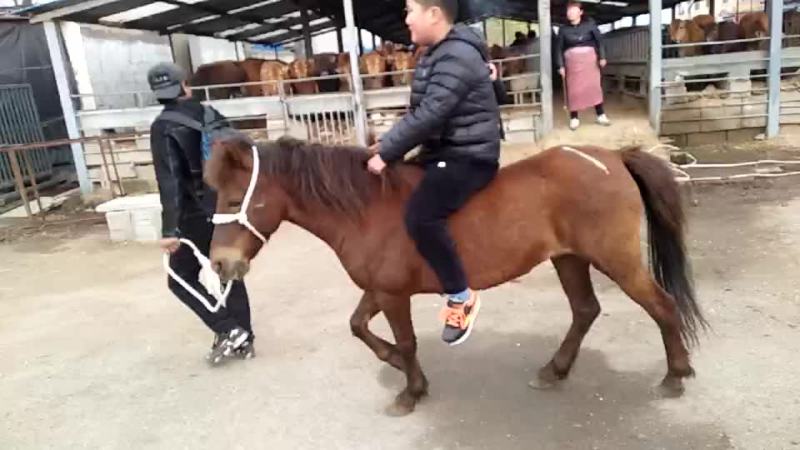 蒙古马200~300kg