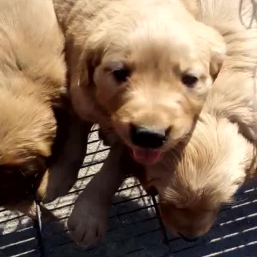 宠物狗母