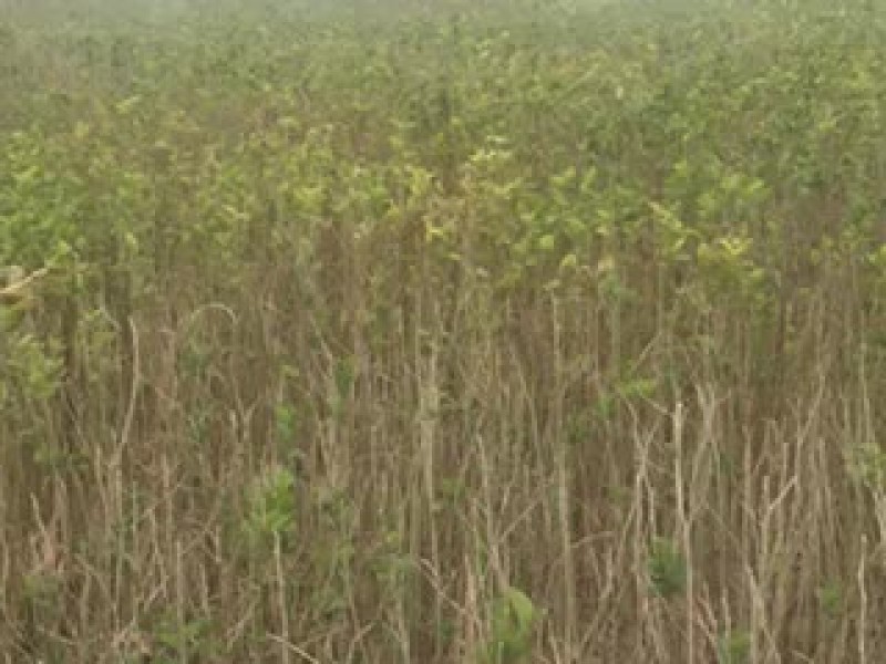 白蜡苗80cm以上籽播
