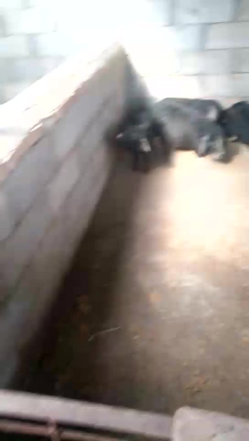 巴马香猪公